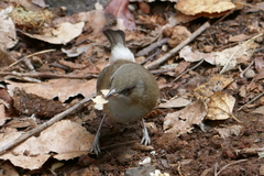 Zosterops borbonicus