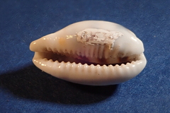 Palmadusta asellus