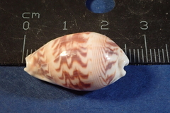 Palmadusta diluculum