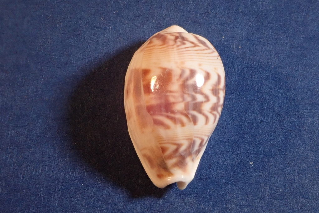 Palmadusta diluculum