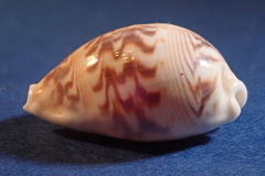 Palmadusta diluculum