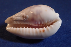 Palmadusta diluculum