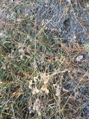 Phacelia cicutaria