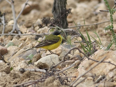 Motacilla flava thunbergi