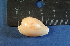 Cypraeovula edentula