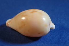 Cypraeovula edentula
