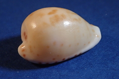 Cypraeovula edentula