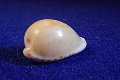 Cypraeovula edentula