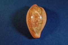 Zonaria pyrum image