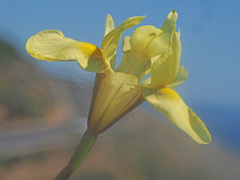 Moraea anomala