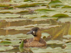 Thalassornis leuconotus