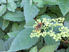 Polistes jokahamae