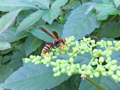 Polistes jokahamae