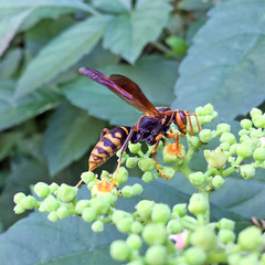 Polistes jokahamae