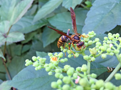 Polistes jokahamae