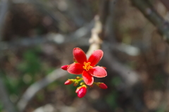 Jatropha nudicaulis