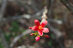 Jatropha nudicaulis