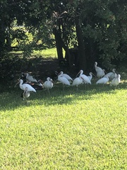 Eudocimus albus
