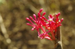Vasconcellea parviflora