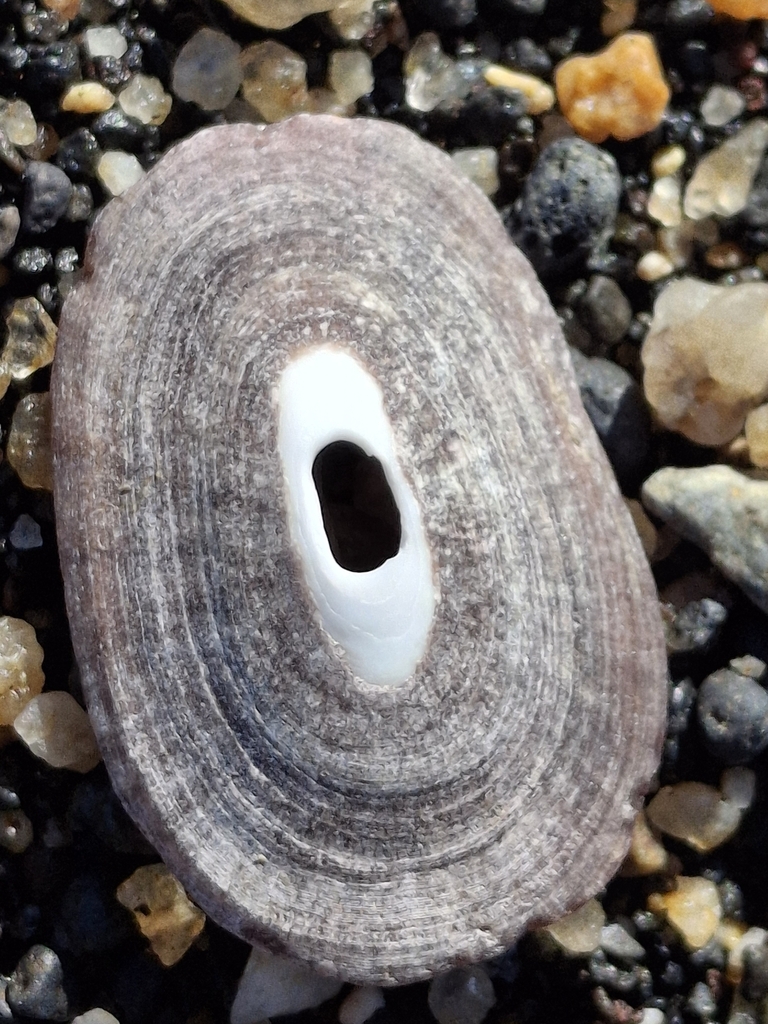 Fissurella bridgesii