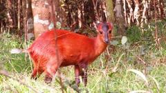 Cephalophorus harveyi