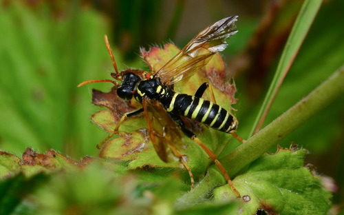 Figwort sawfly