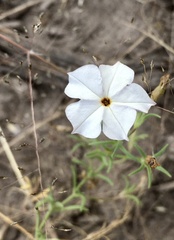 Calibrachoa pygmaea