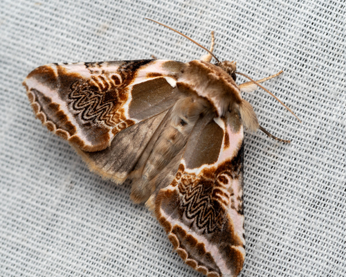 Lettered Habrosyne Moth photo 5
