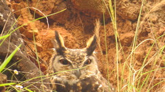 Bubo capensis
