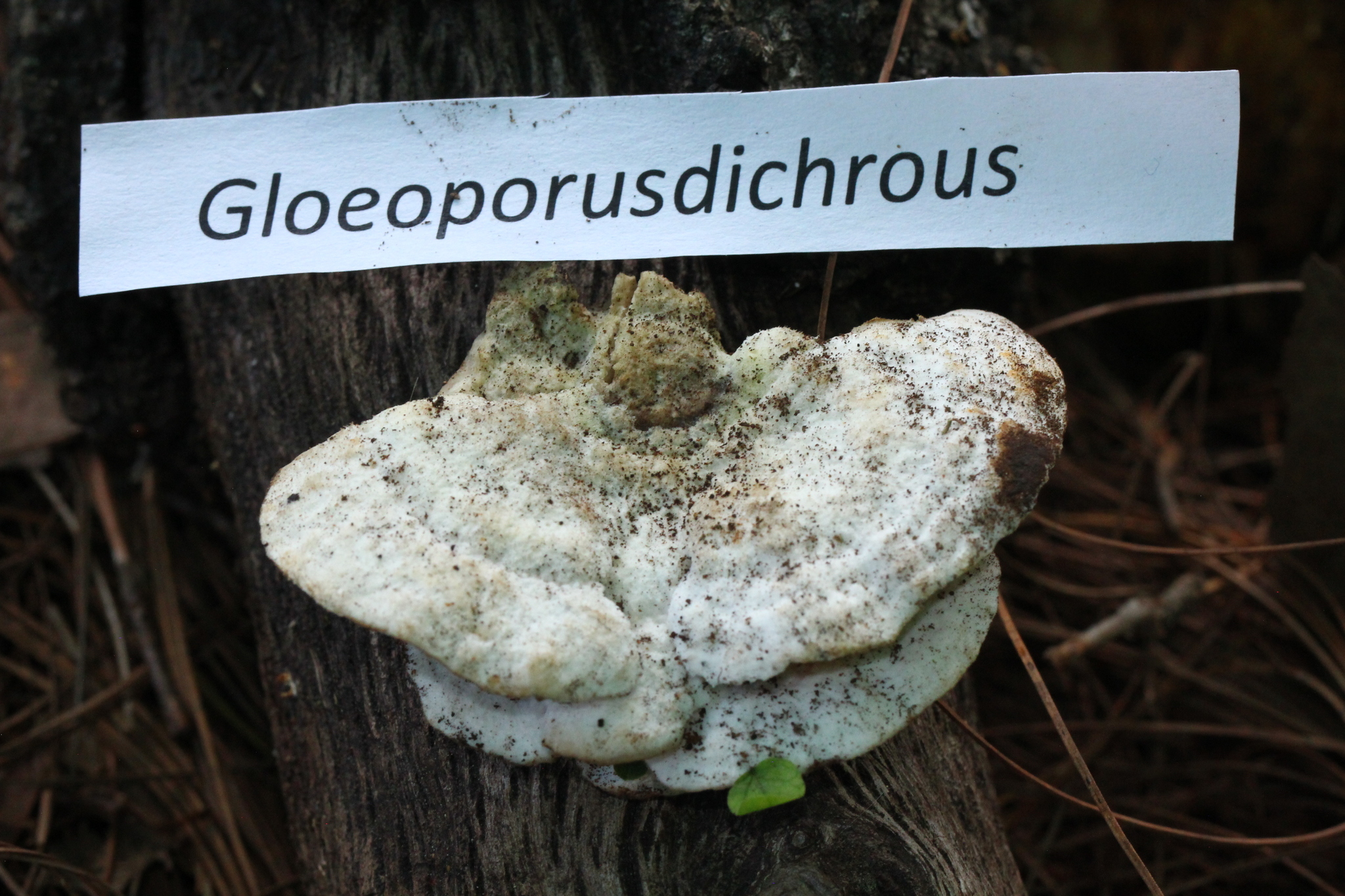 Gloeoporus image