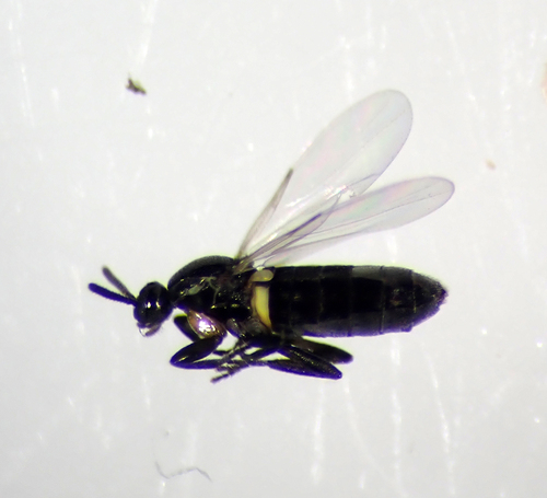 Trompo Insect (Thripomorpha)