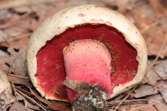 Caloboletus firmus