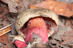 Caloboletus firmus