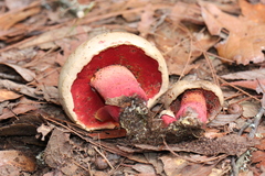 Caloboletus firmus