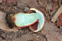 Caloboletus firmus