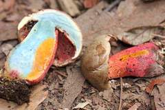 Caloboletus firmus