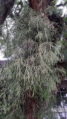 Rhipsalis teres