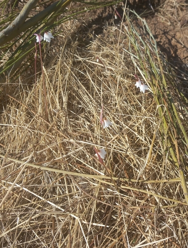 Autumn Snowflake