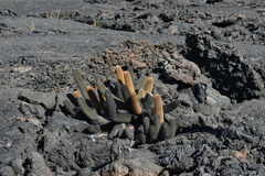 Brachycereus nesioticus