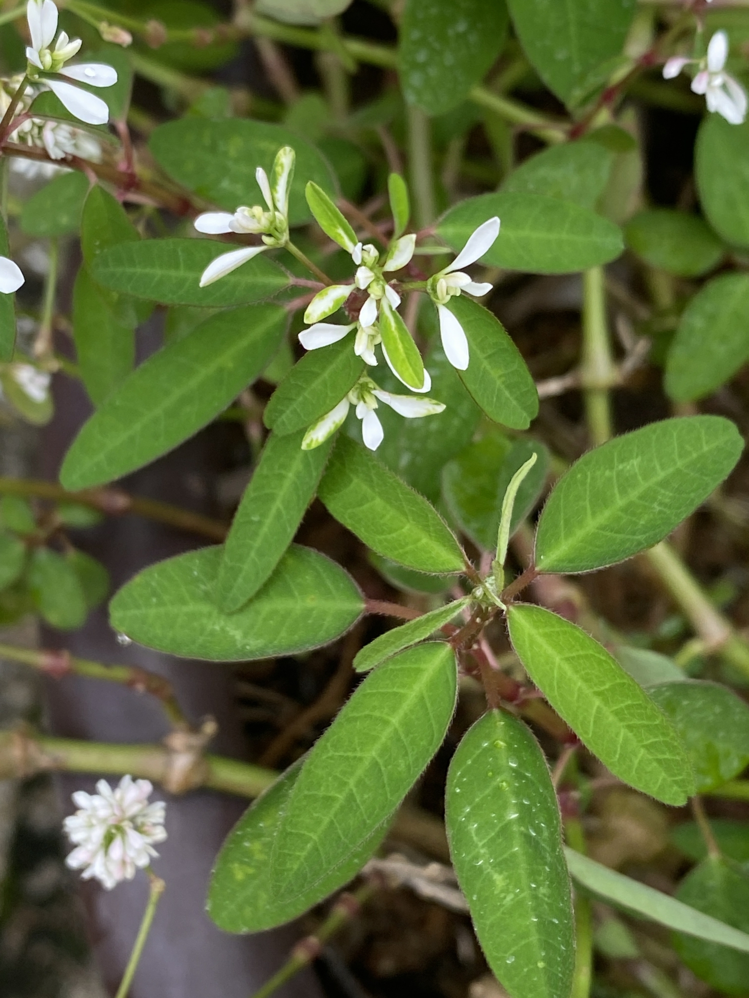 Euphorbia leucocephala (Euphorbia leucocephala)