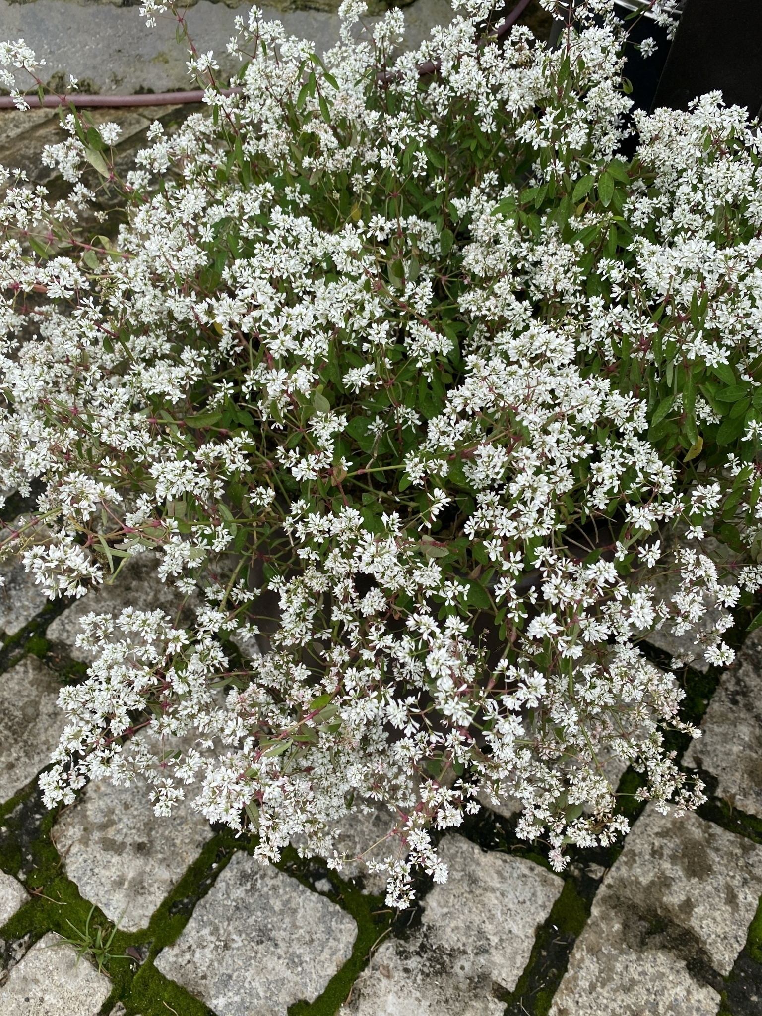 Euphorbia leucocephala — ảnh 2
