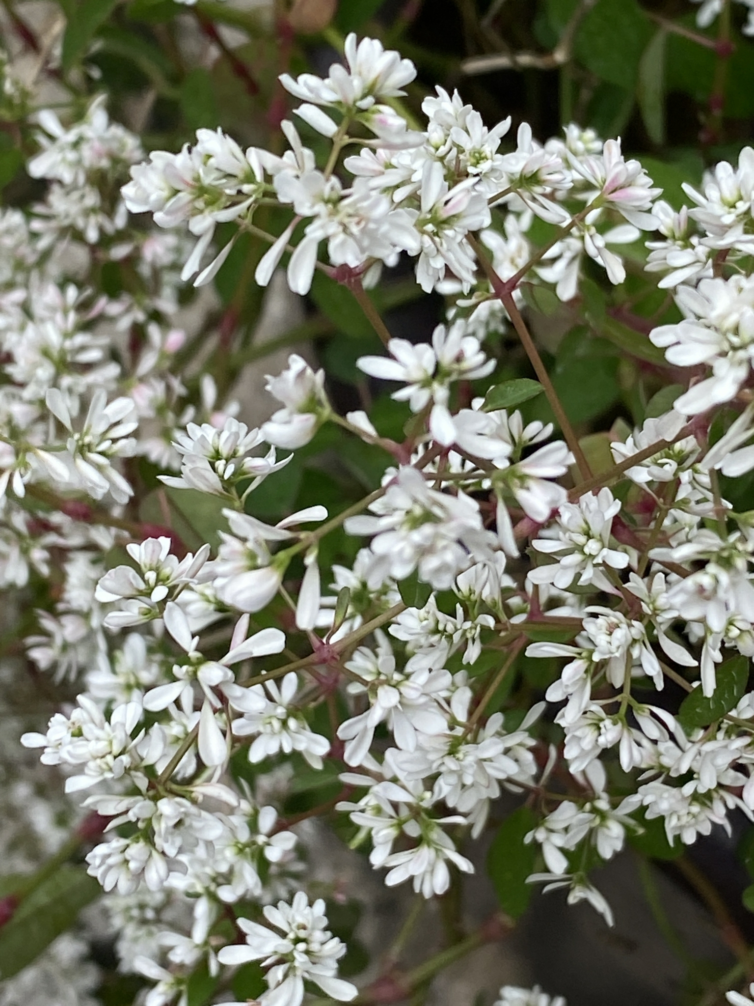 Euphorbia leucocephala — ảnh 3