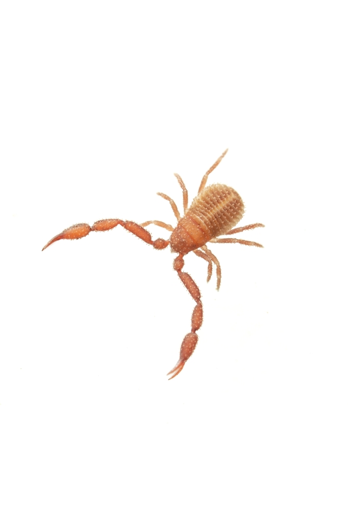 Chernetid Pseudoscorpions