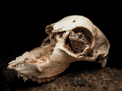 African Green Toad photo 5