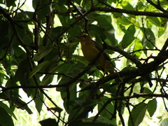 Piranga rubra