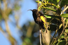 Drepanorhynchus reichenowi