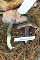 Entoloma bloxamii