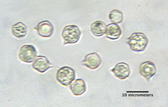 Entoloma bloxamii