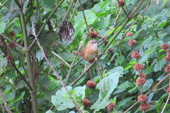 Bradypterus cinnamomeus