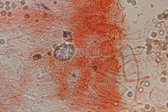 Entoloma bloxamii